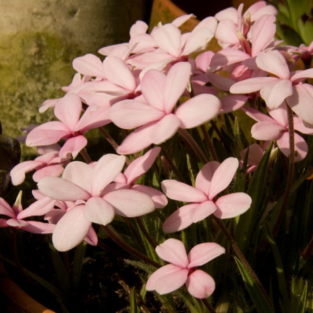 Rhodohypoxis Rose Queen