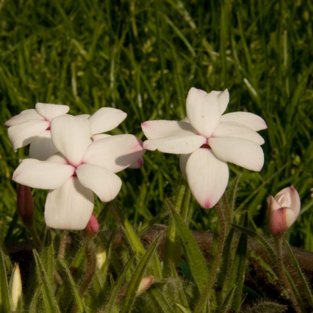 Rhodohypoxis White Princess