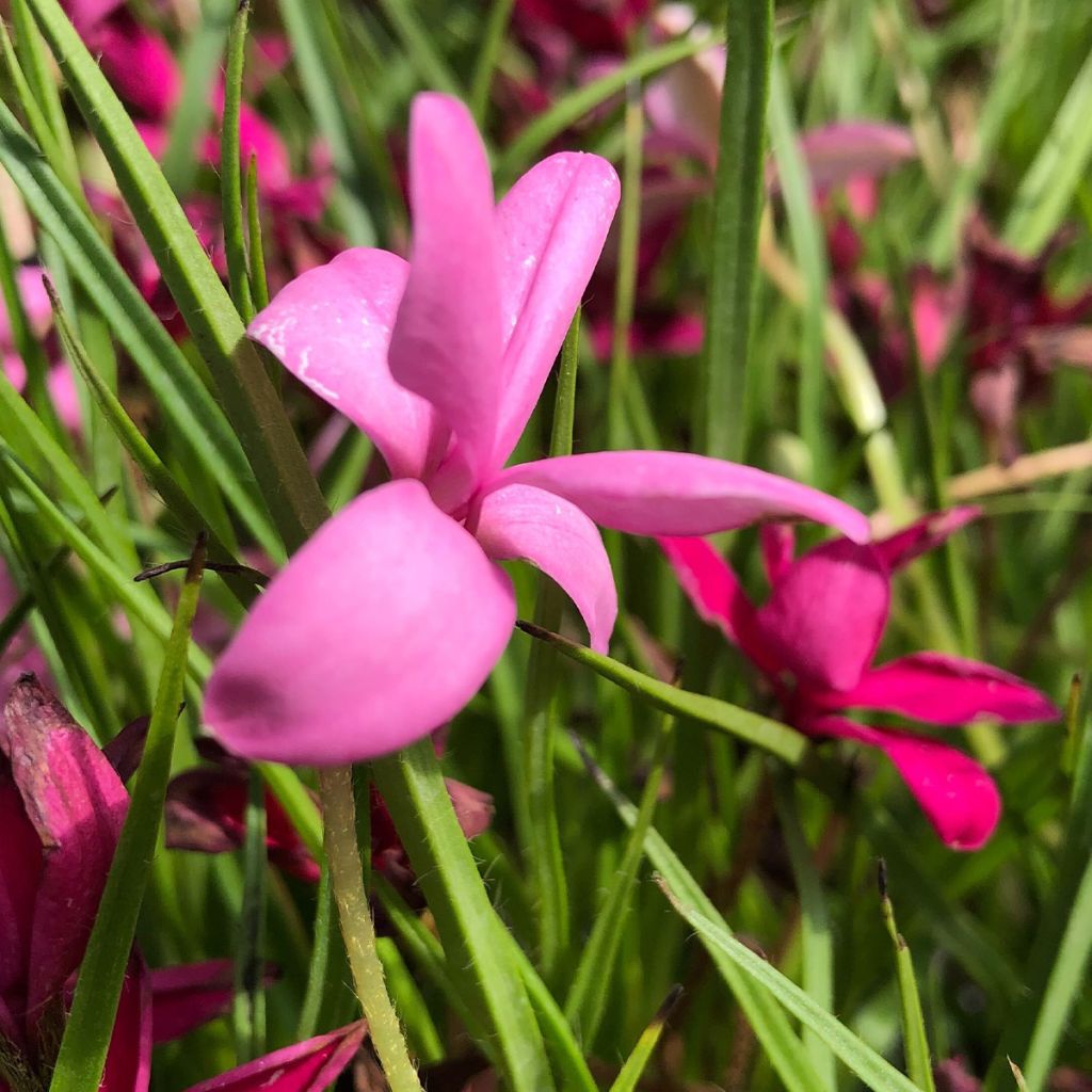 Rhodohypoxis Beverly