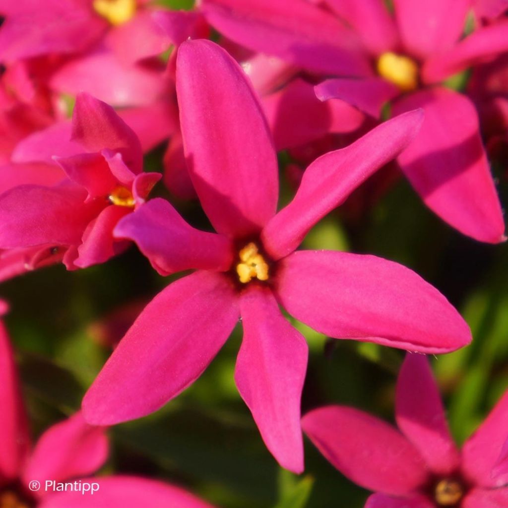 Rhodohypoxis Fairytale - Rhodoxis