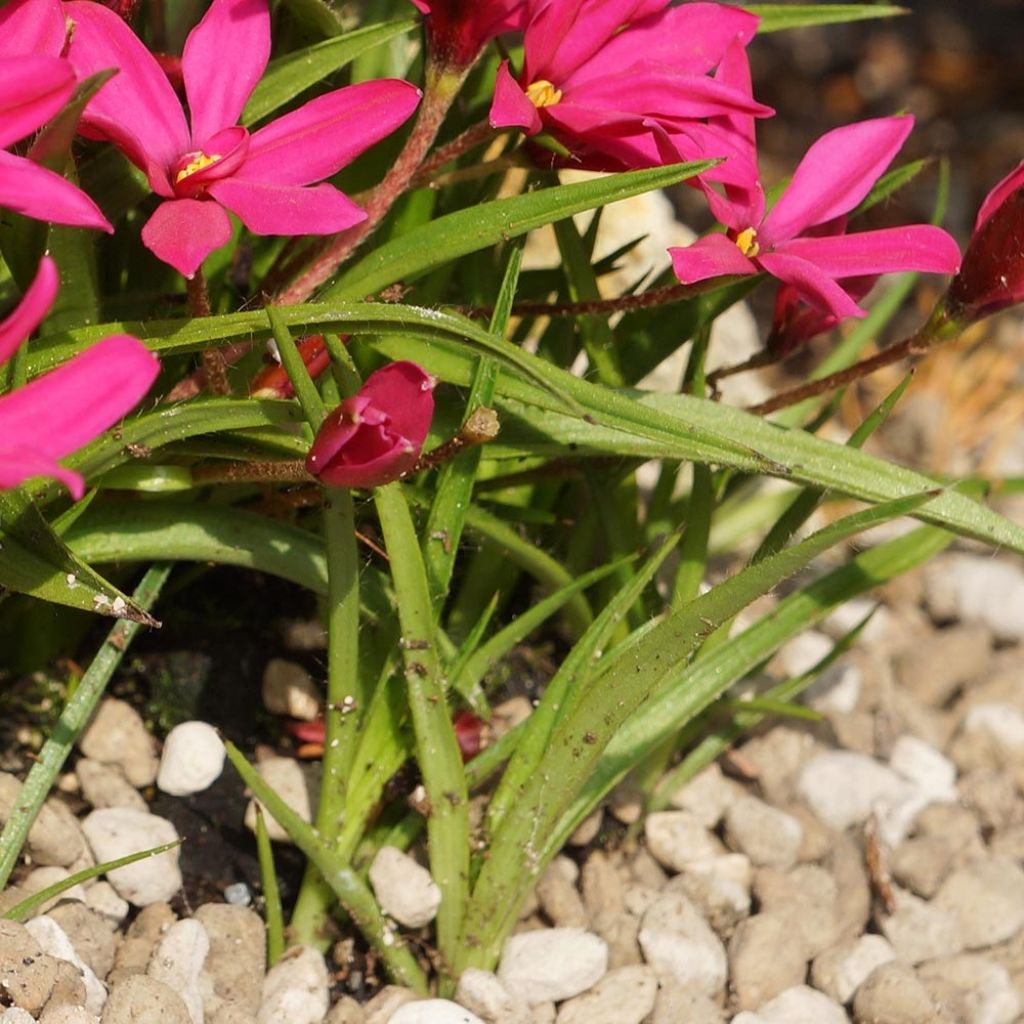 Rhodohypoxis Fairytale - Rhodoxis