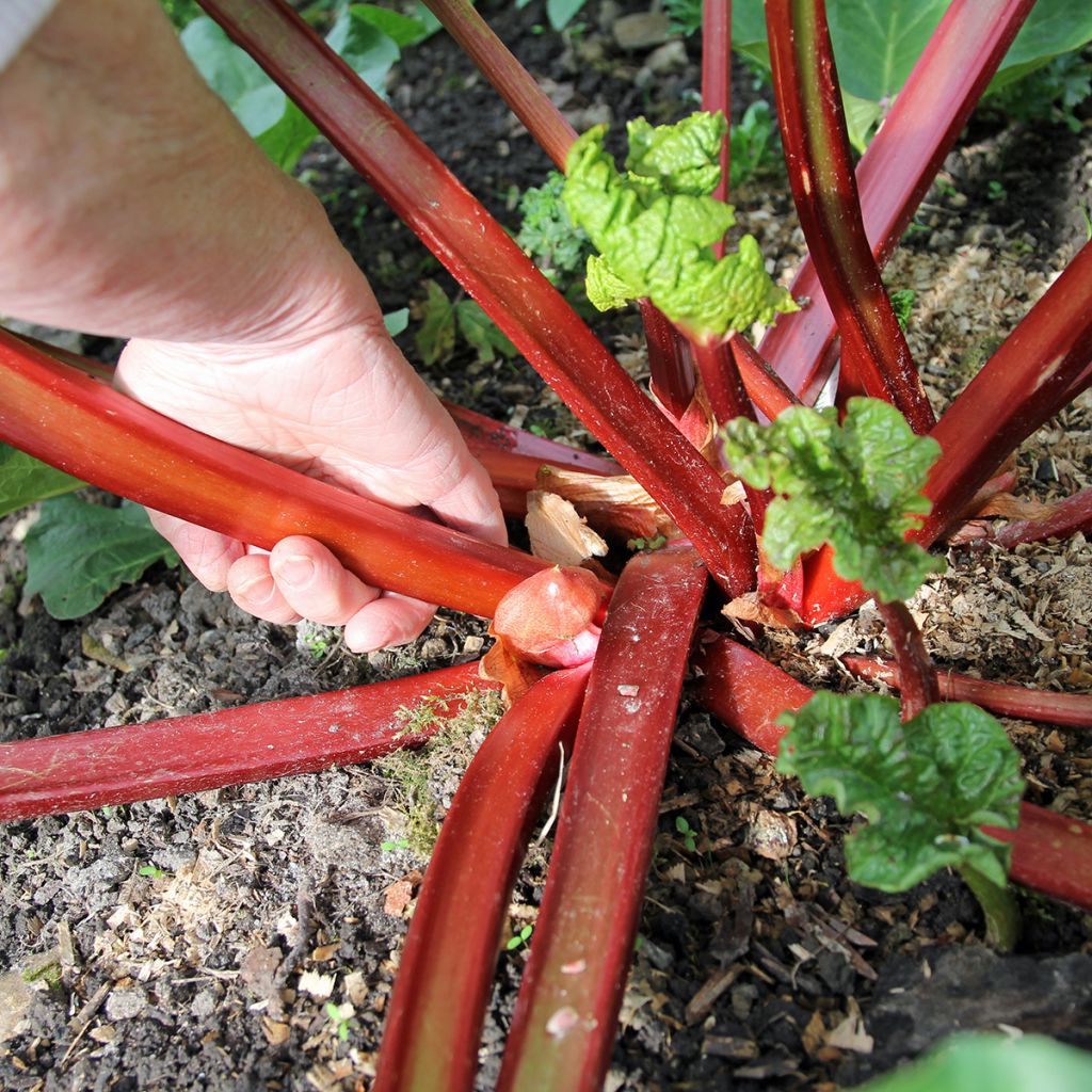 Rheum x hybridum Frambozen Rood - Rabarbaro