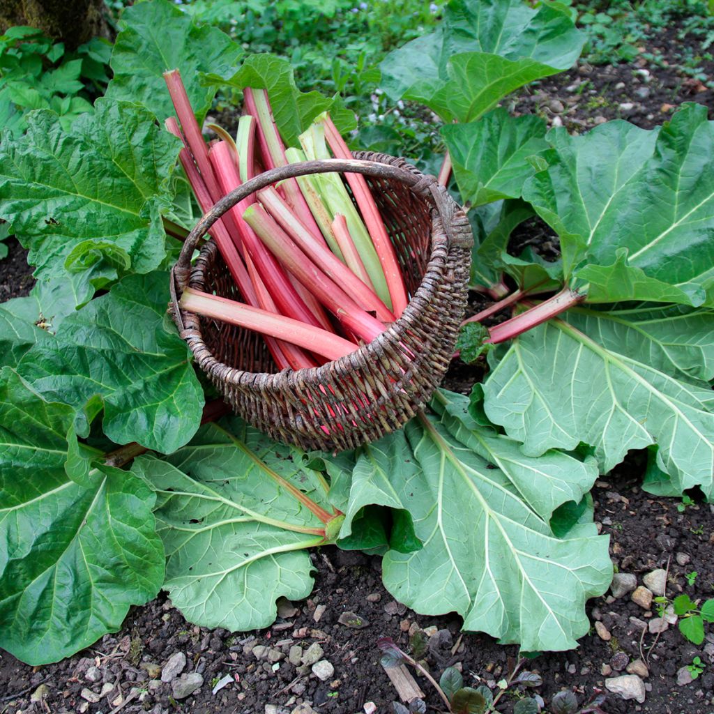 Rheum x hybridum Frambozen Rood - Rabarbaro