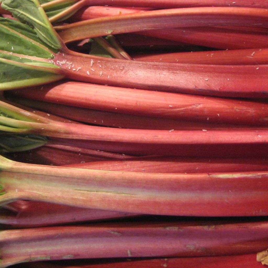 Rhubarbe Lider à côtes rouges