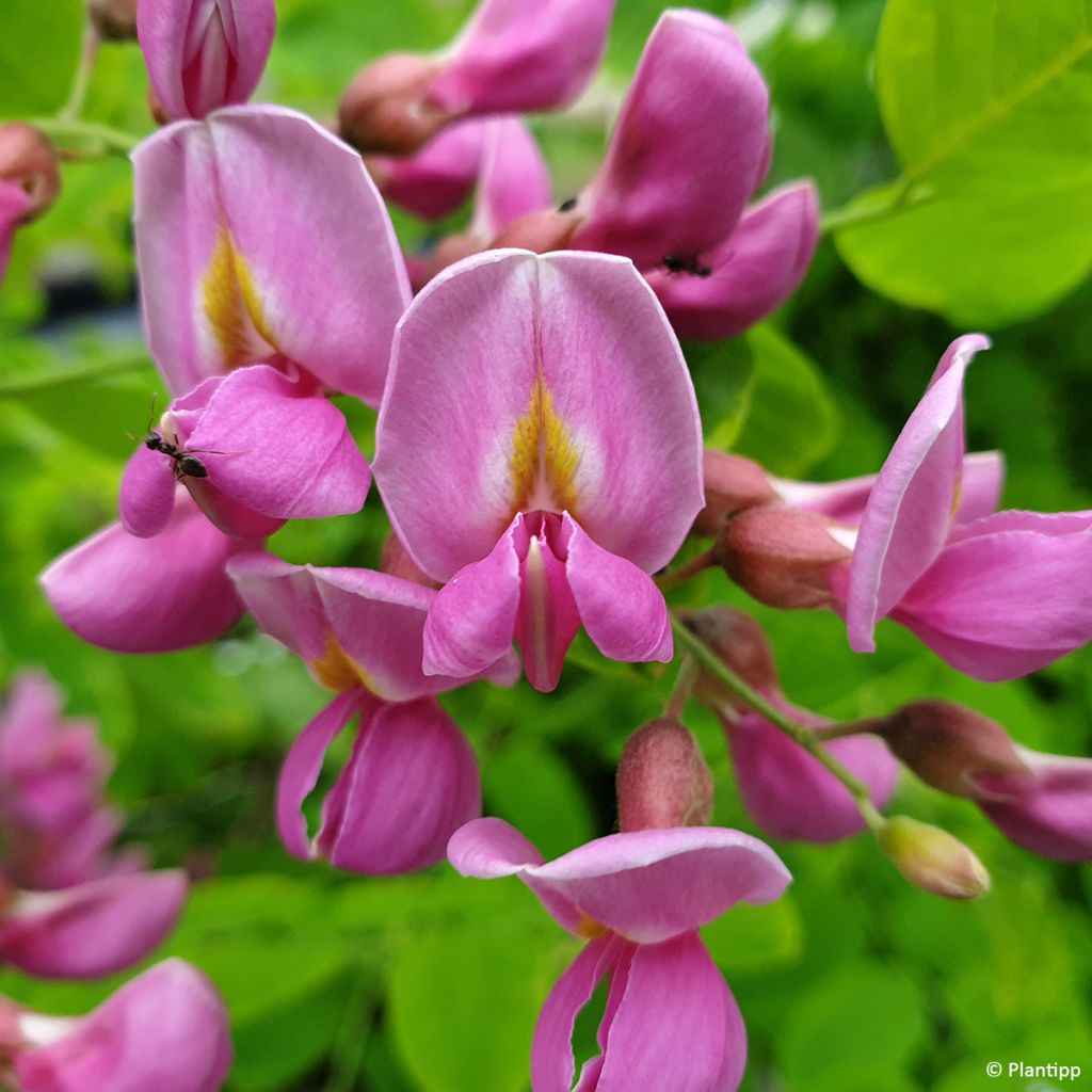 Robinia margaretta Georgia da Torino - Robinia rosa