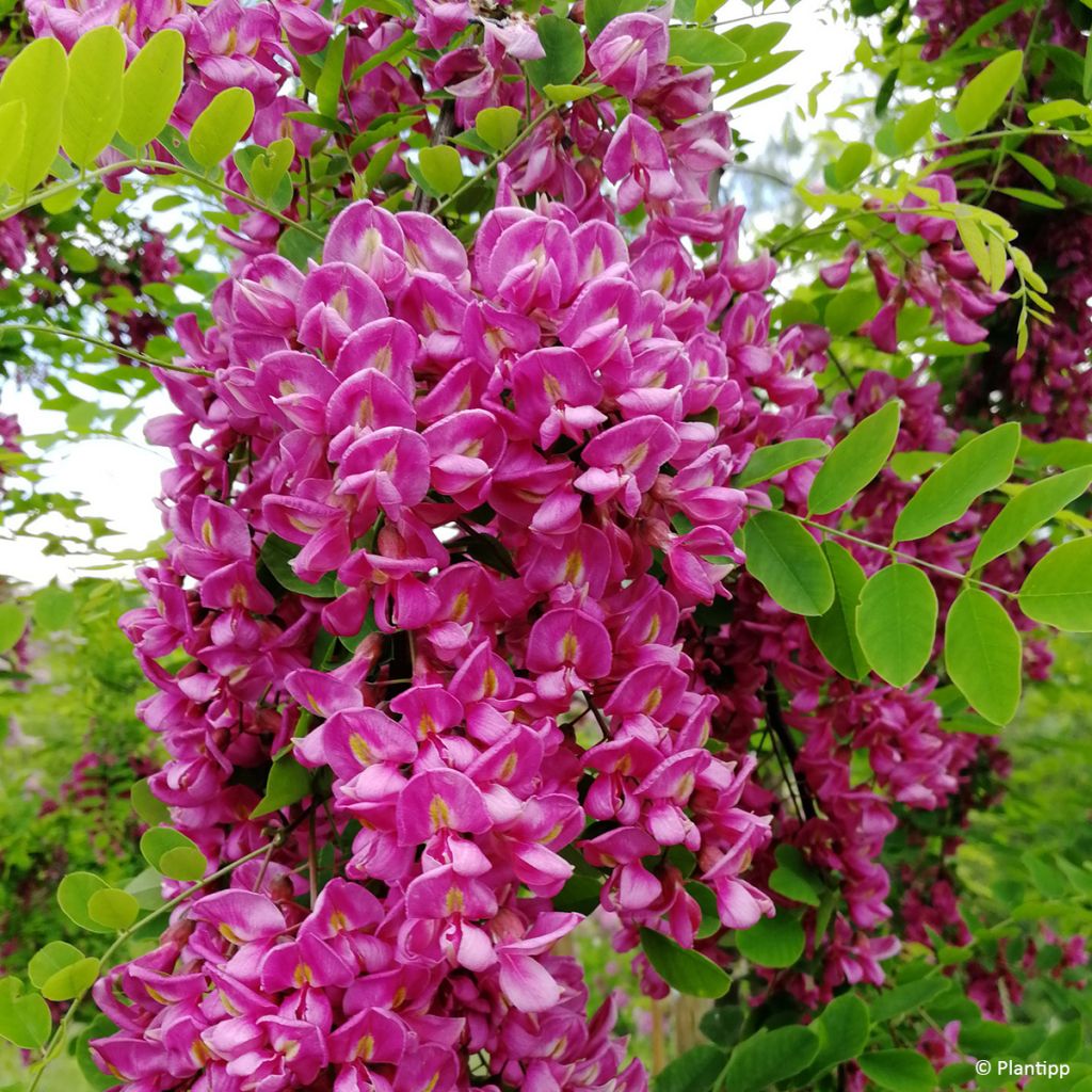 Robinia margaretta Georgia da Torino - Robinia rosa