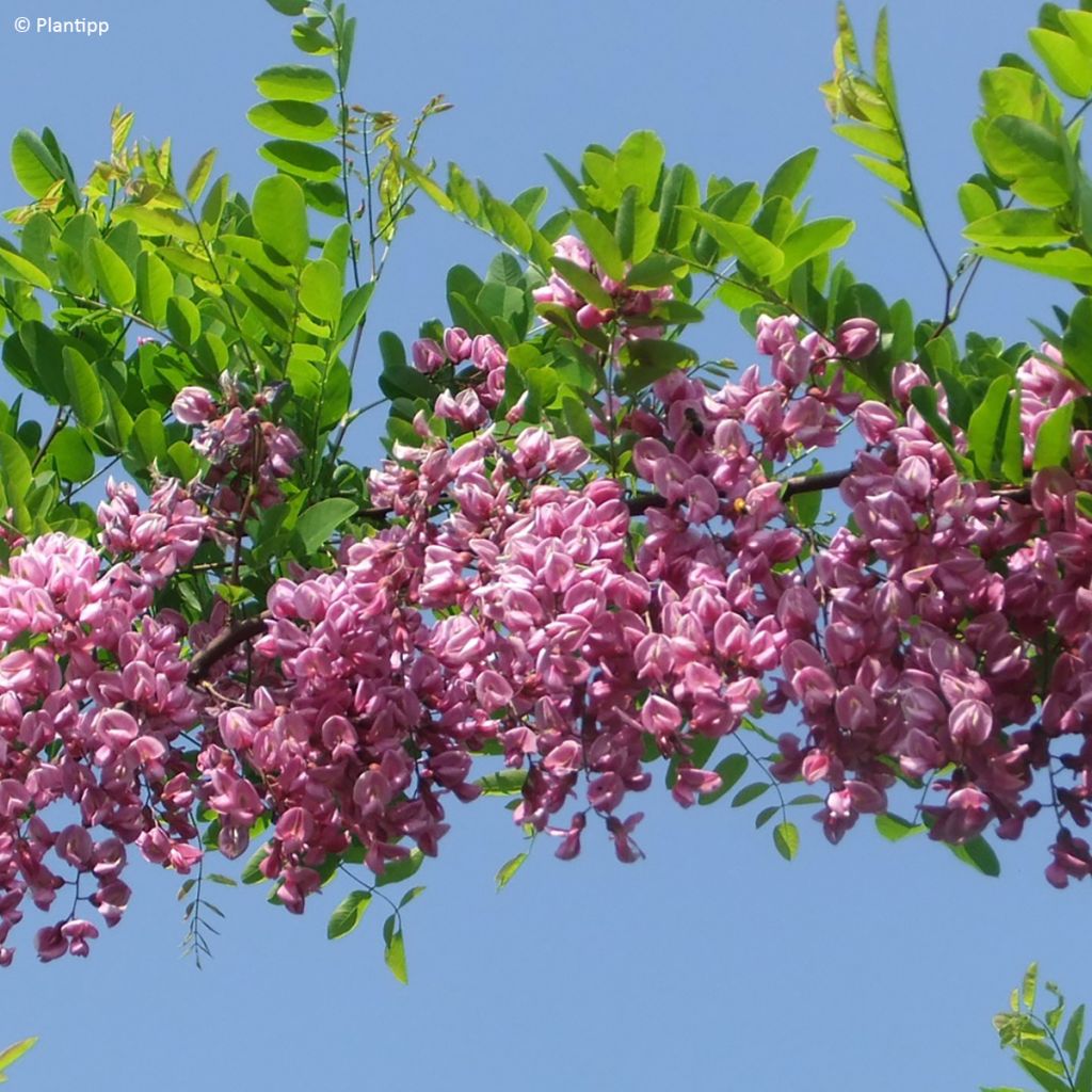 Robinia margaretta Georgia da Torino - Robinia rosa