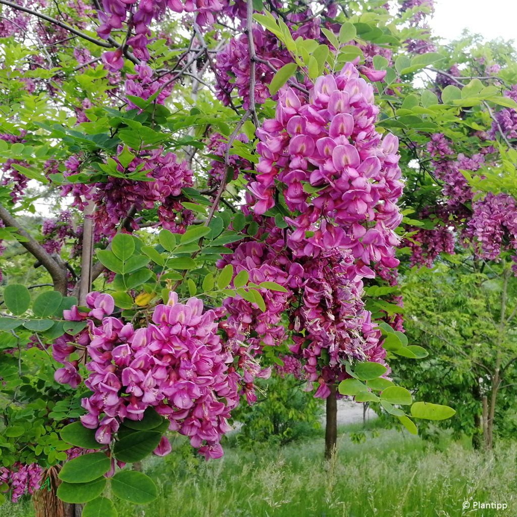 Robinia margaretta Georgia da Torino - Robinia rosa