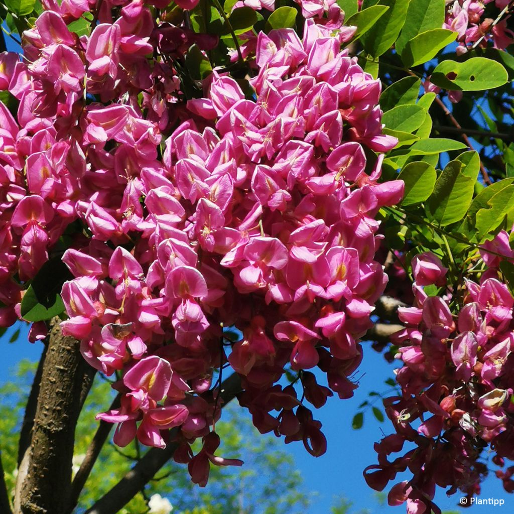 Robinia margaretta Georgia da Torino - Robinia rosa