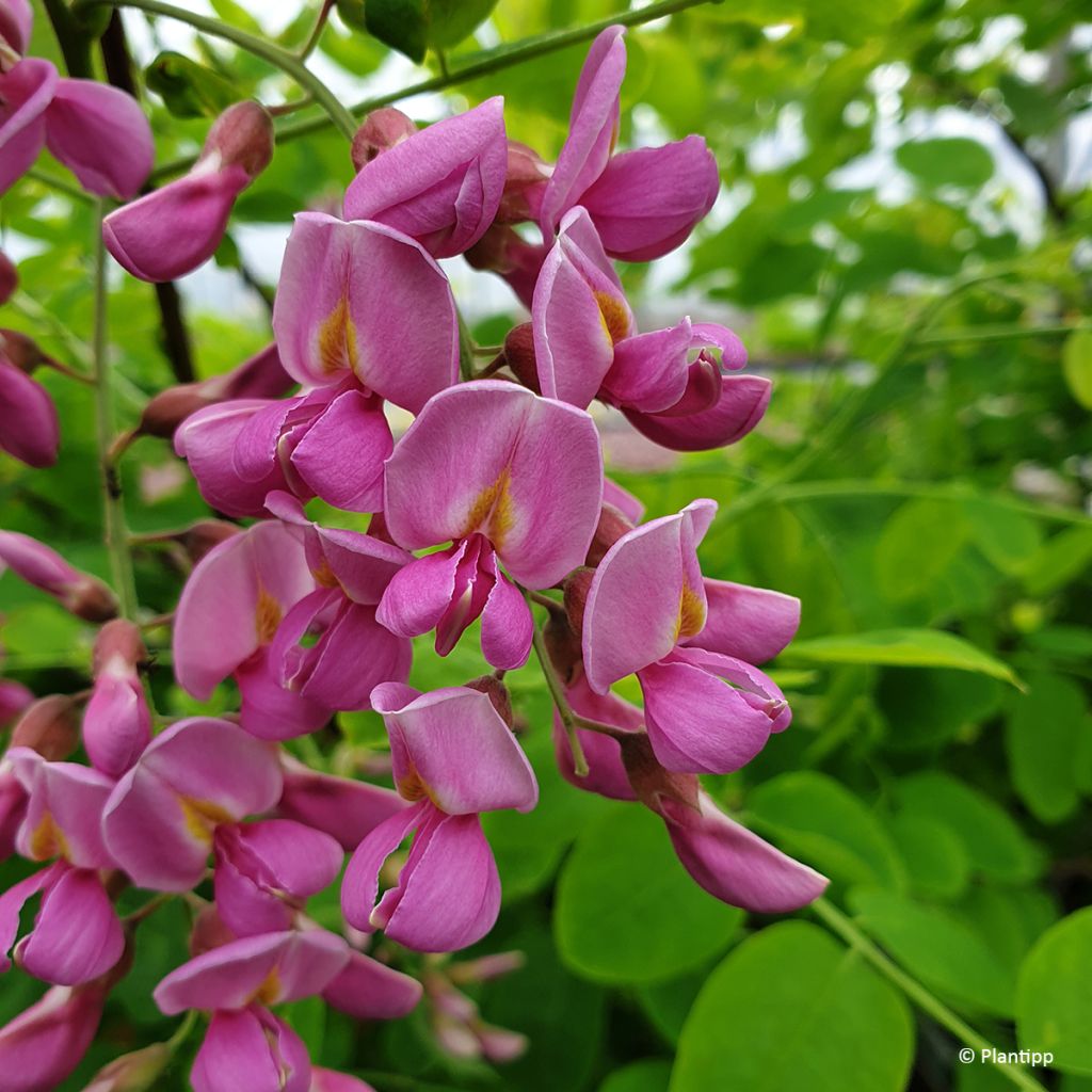 Robinia margaretta Georgia da Torino - Robinia rosa