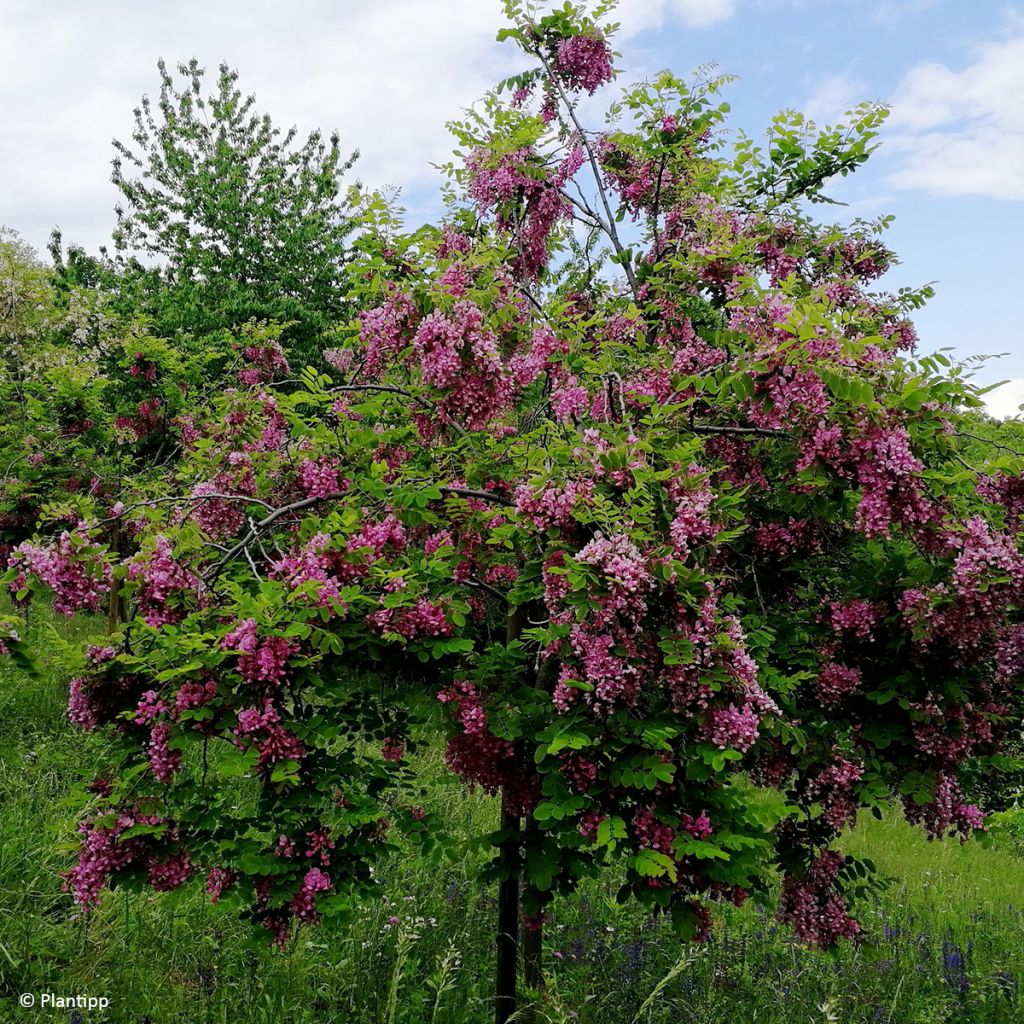 Robinia margaretta Georgia da Torino - Robinia rosa