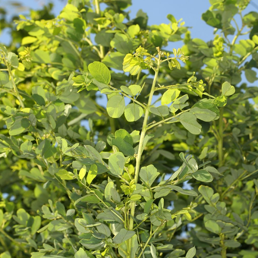 Robinia pseudoacacia Coluteoides - Robinia