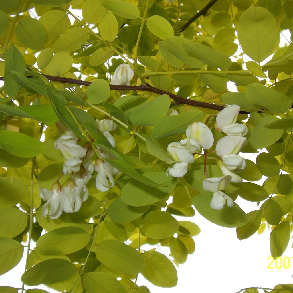 Robinia pseudoacacia Frisia - Robinia dorato