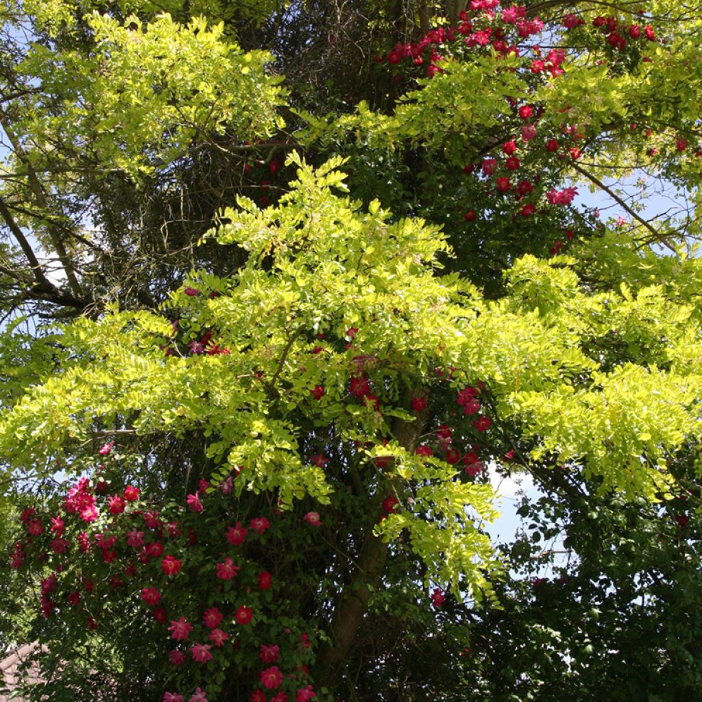 Robinia pseudoacacia Frisia - Robinia dorato