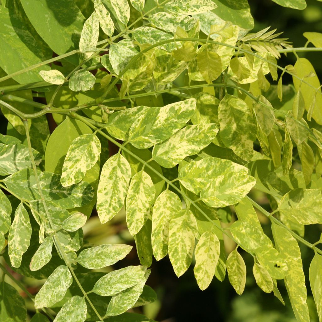 Robinia pseudoacacia Karolina Zamoyska - Robinia