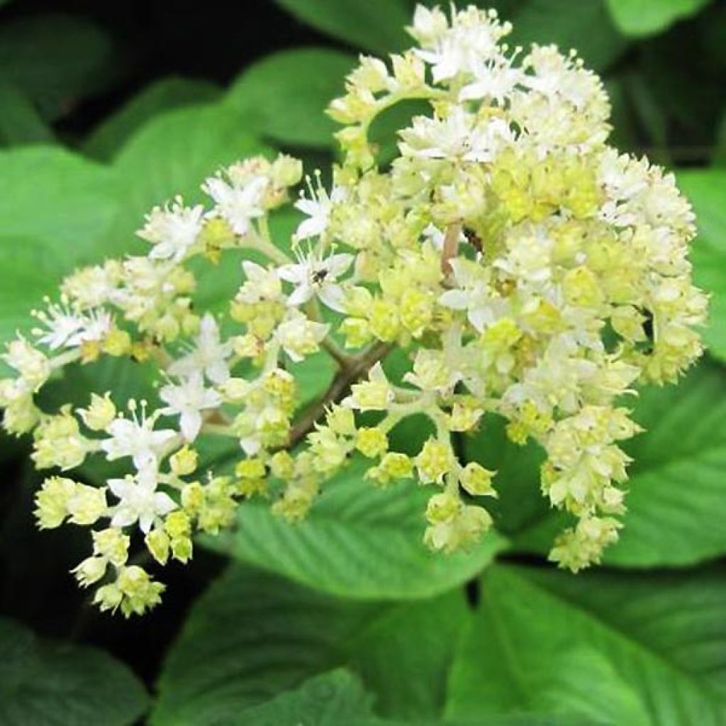 Rodgersia La Blanche