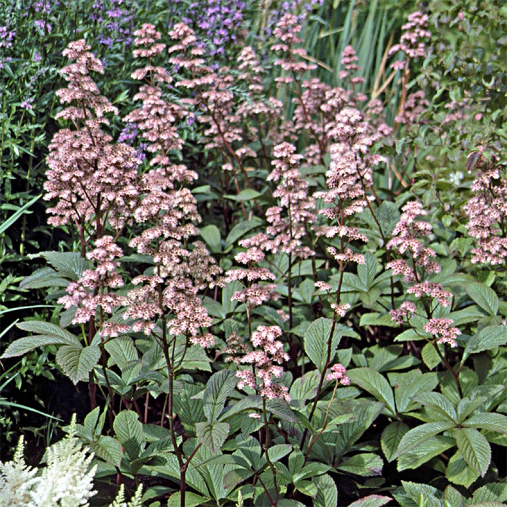 Rodgersia aesculifolia var. henrici