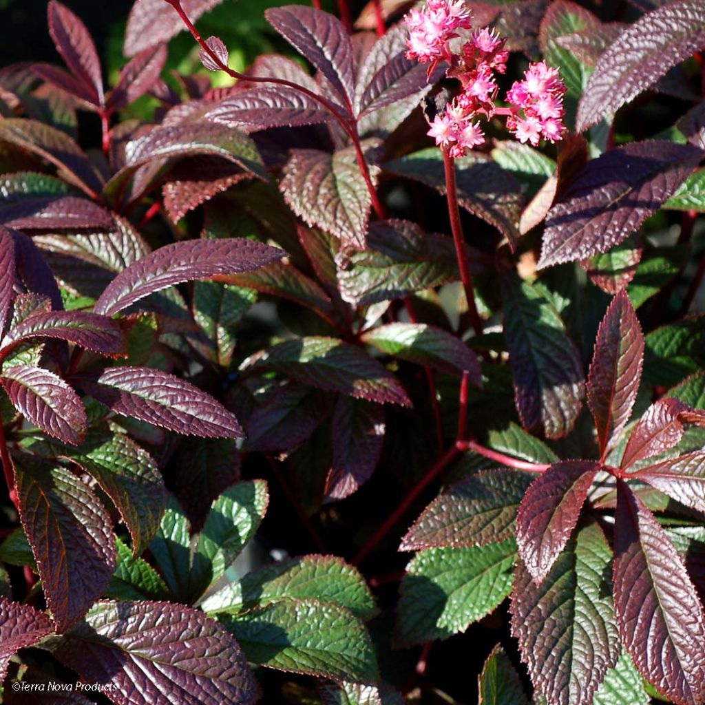 Rodgersia pinnata Bronze Peacock