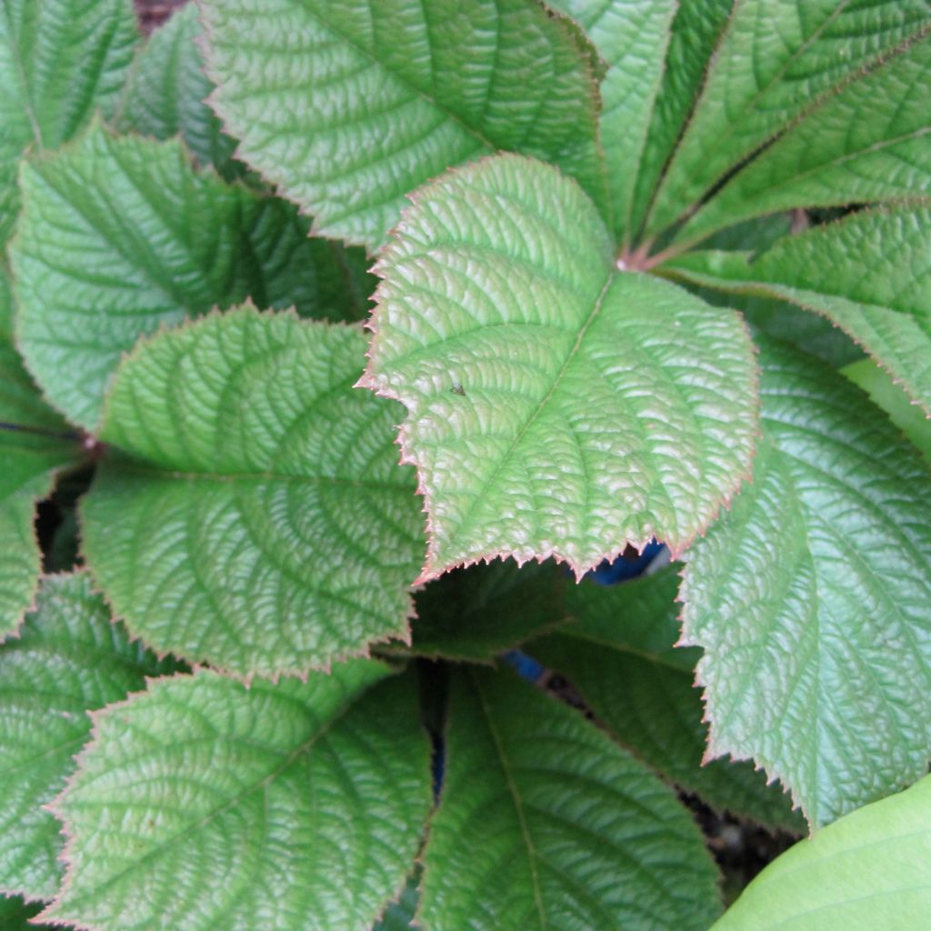 Rodgersia pinnata Elegans