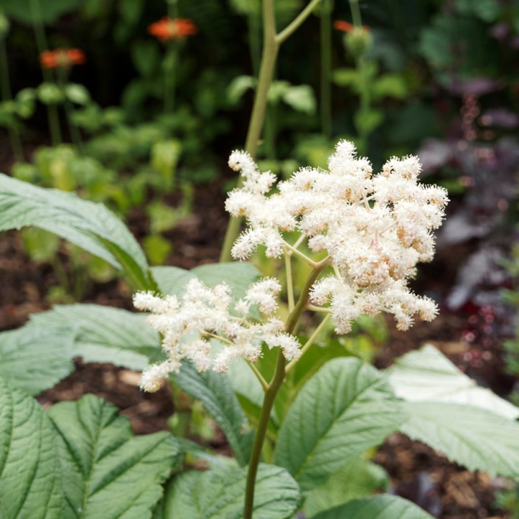 Rodgersia sambucifolia