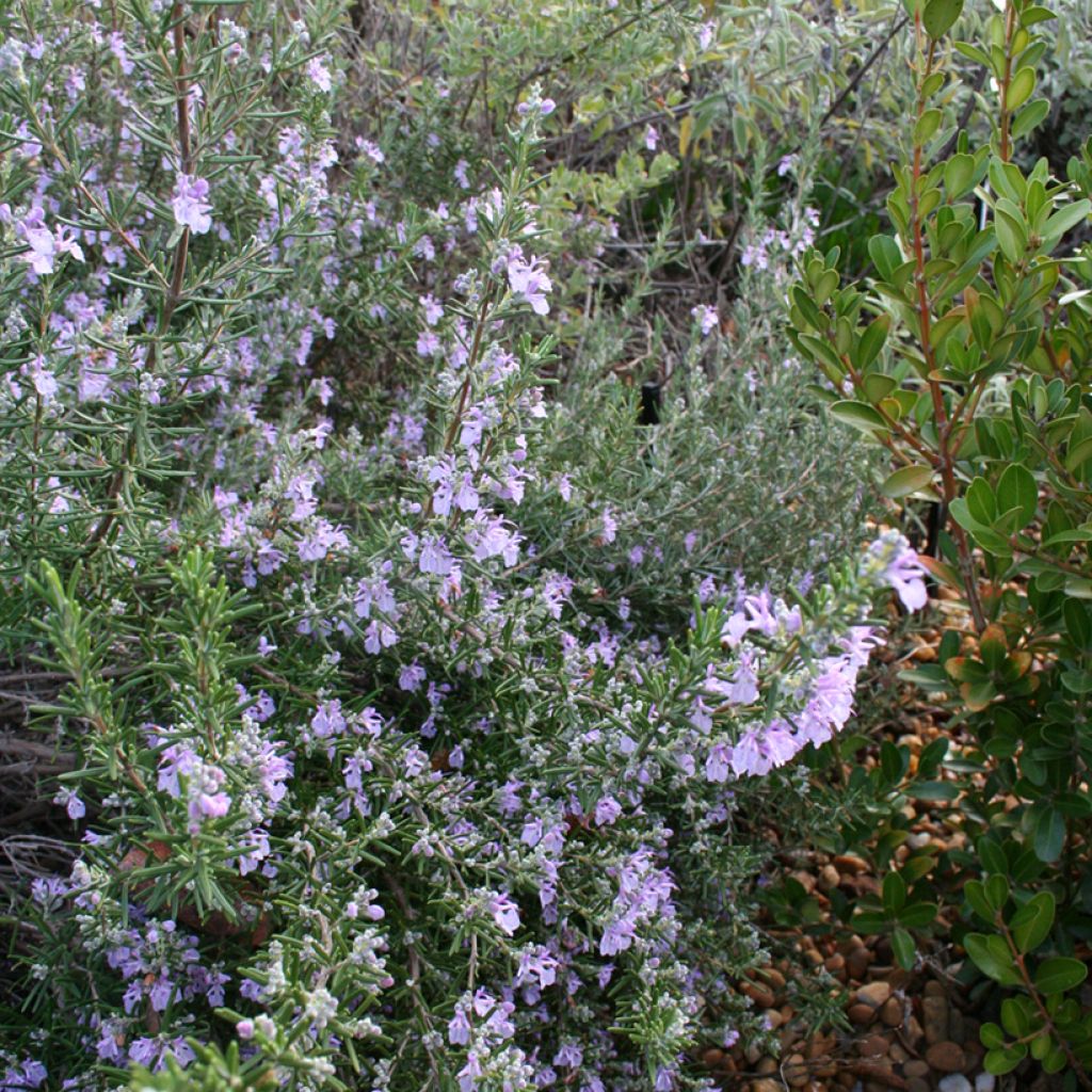 Rosmarinus officinalis Majorca Pink - Rosmarino