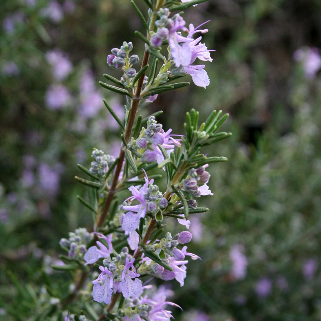 Rosmarinus officinalis Majorca Pink - Rosmarino