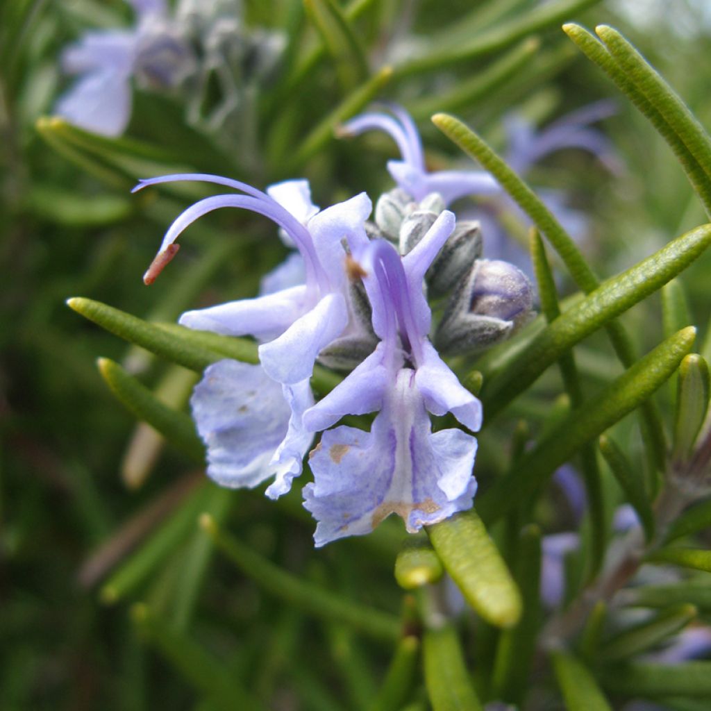 Rosmarinus officinalis Tuscan Blue - Rosmarino