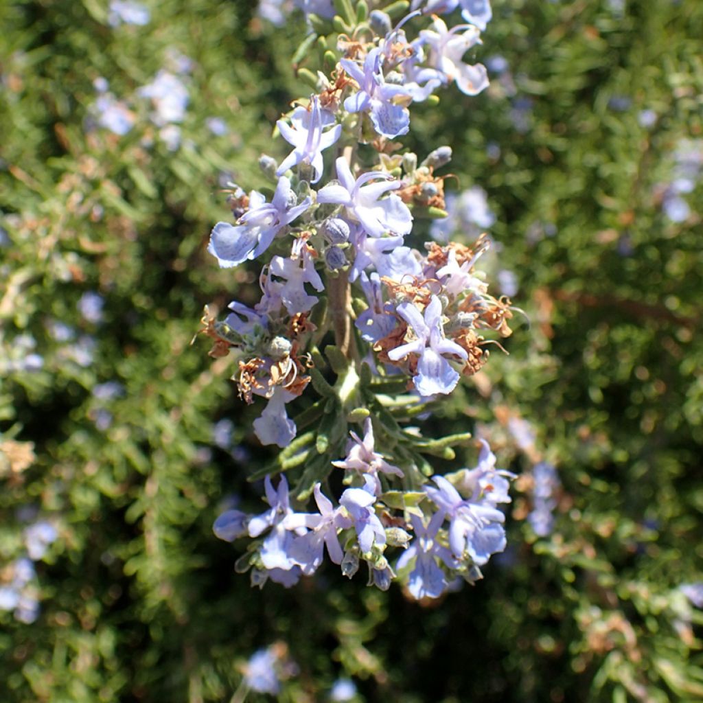 Rosmarinus officinalis Tuscan Blue - Rosmarino