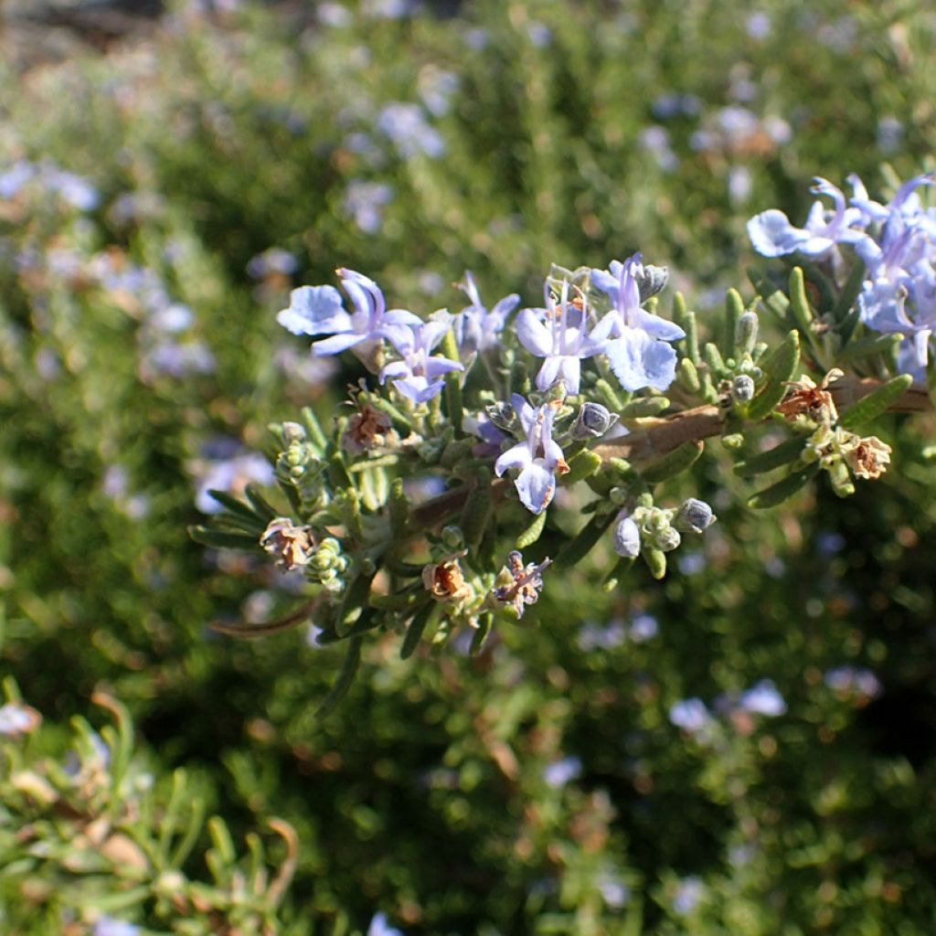 Rosmarinus officinalis Tuscan Blue - Rosmarino