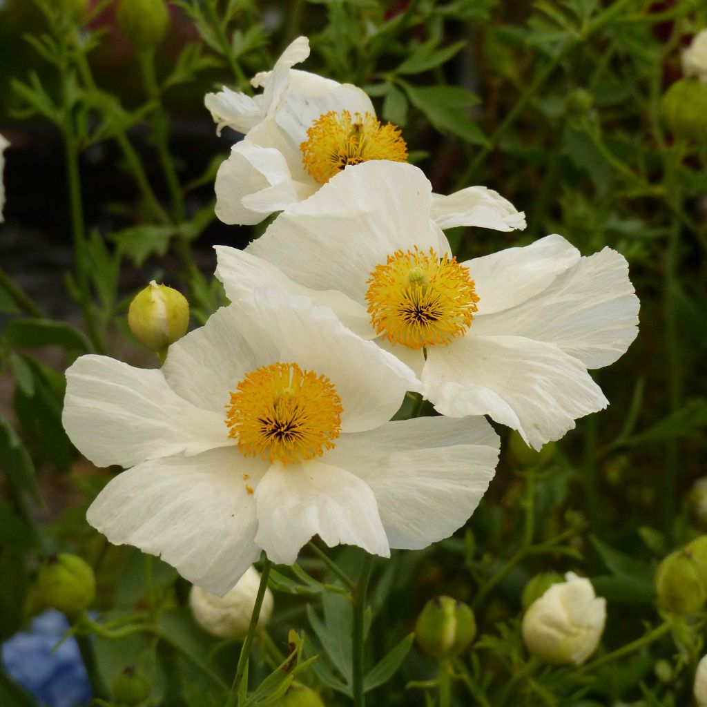 Romneya coulteri