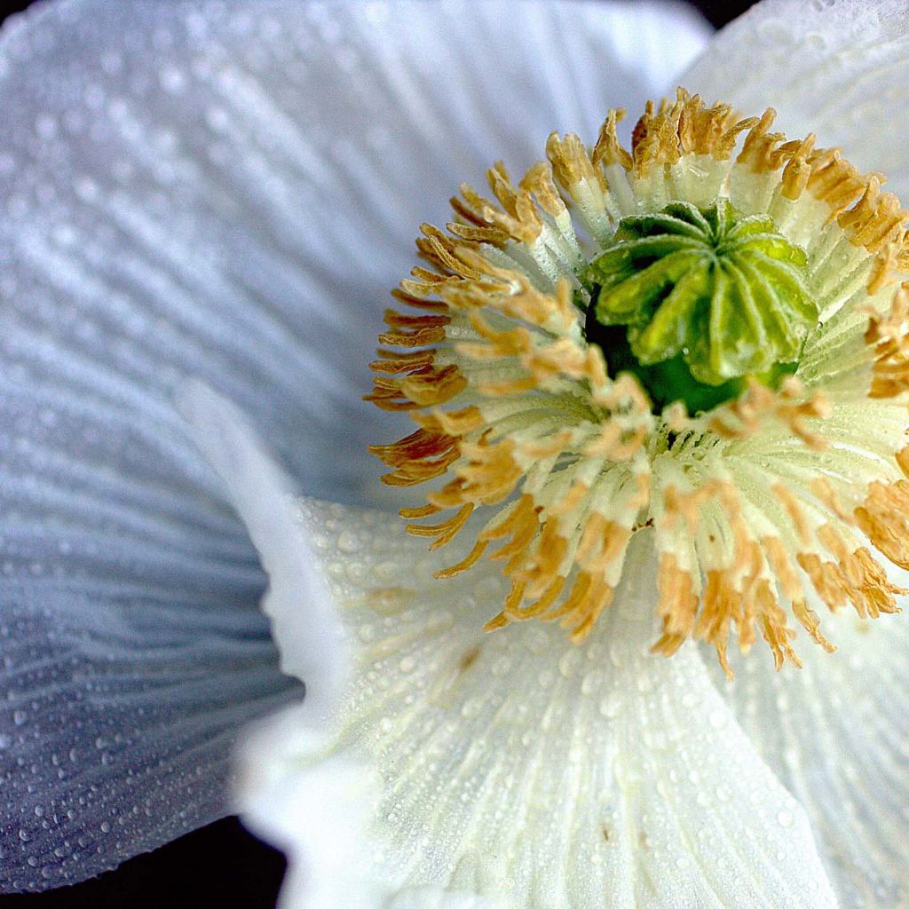 Romneya coulteri