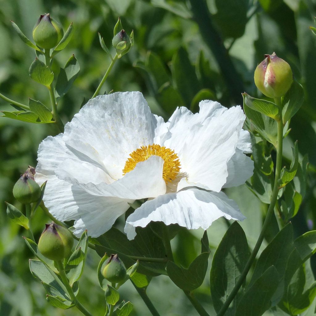 Romneya coulteri