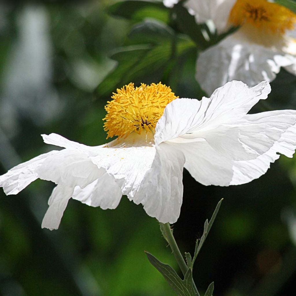 Romneya coulteri