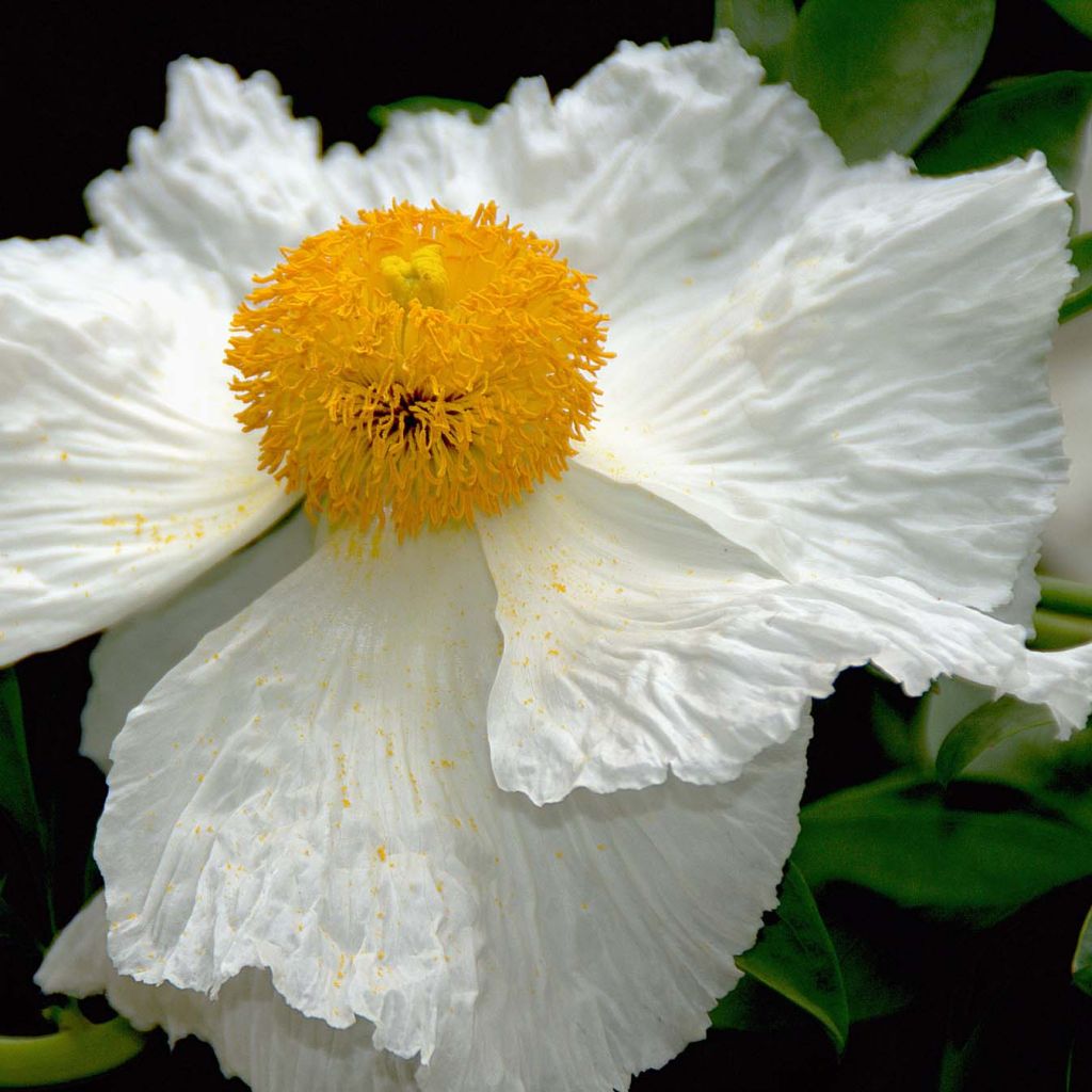 Romneya coulteri