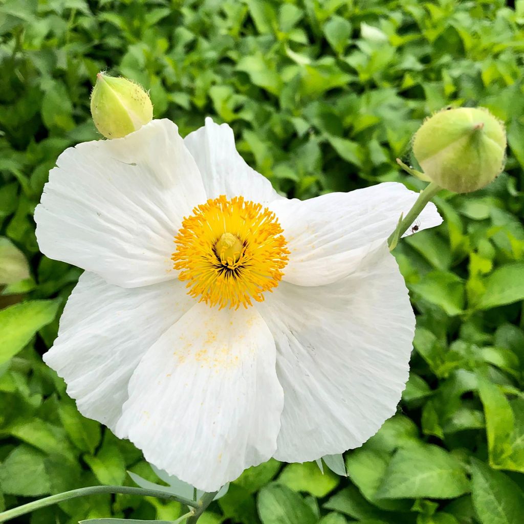 Romneya coulteri