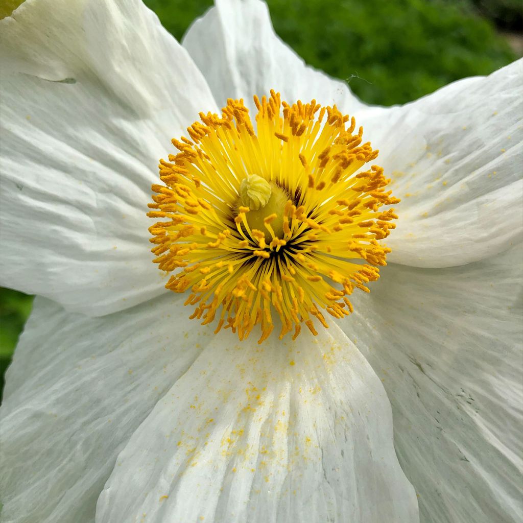 Romneya coulteri