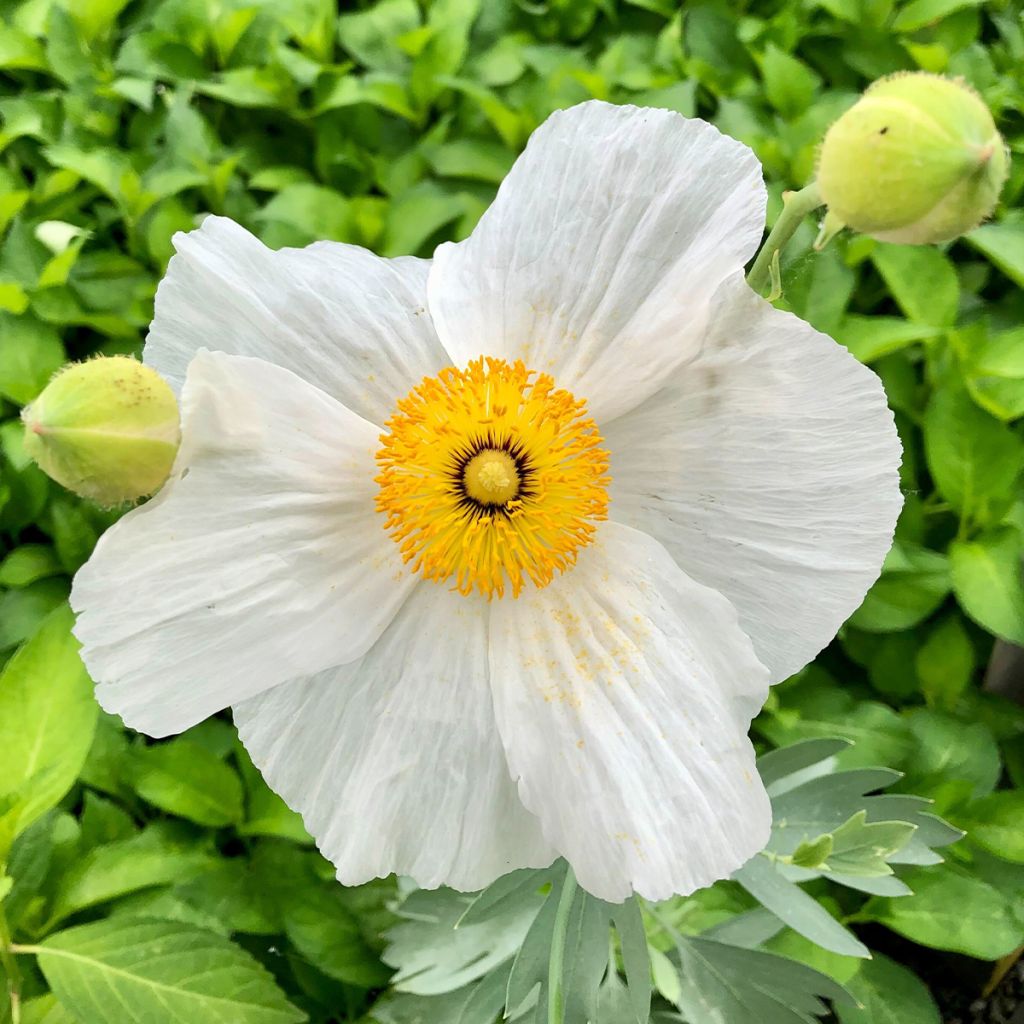 Romneya coulteri