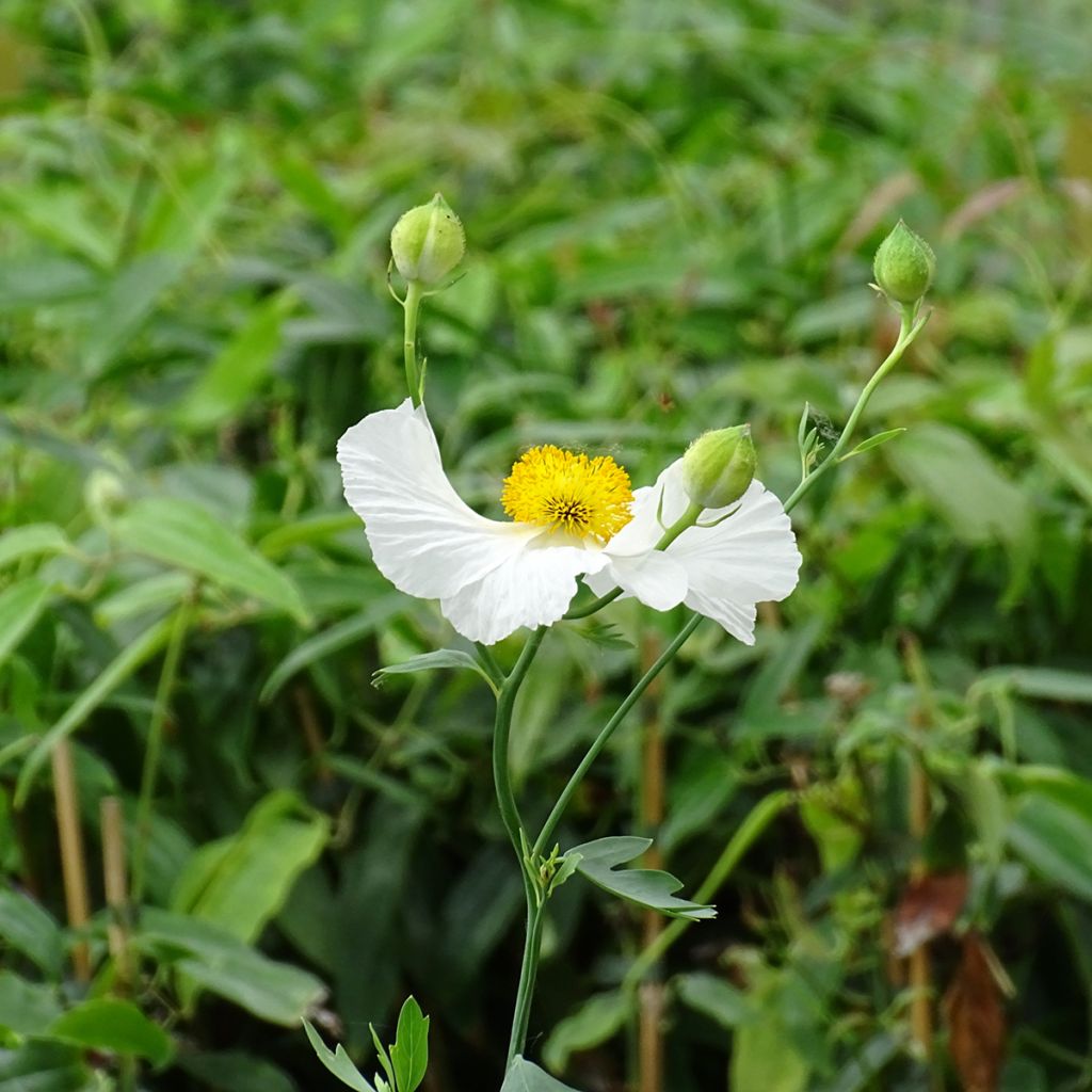 Romneya coulteri