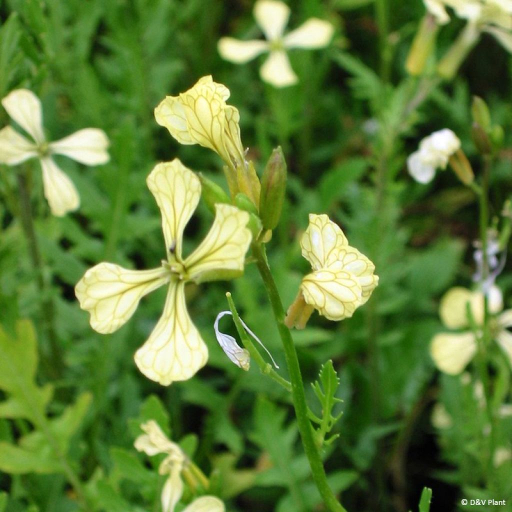 Roquette hybride - Eruca (x) diplotaxis