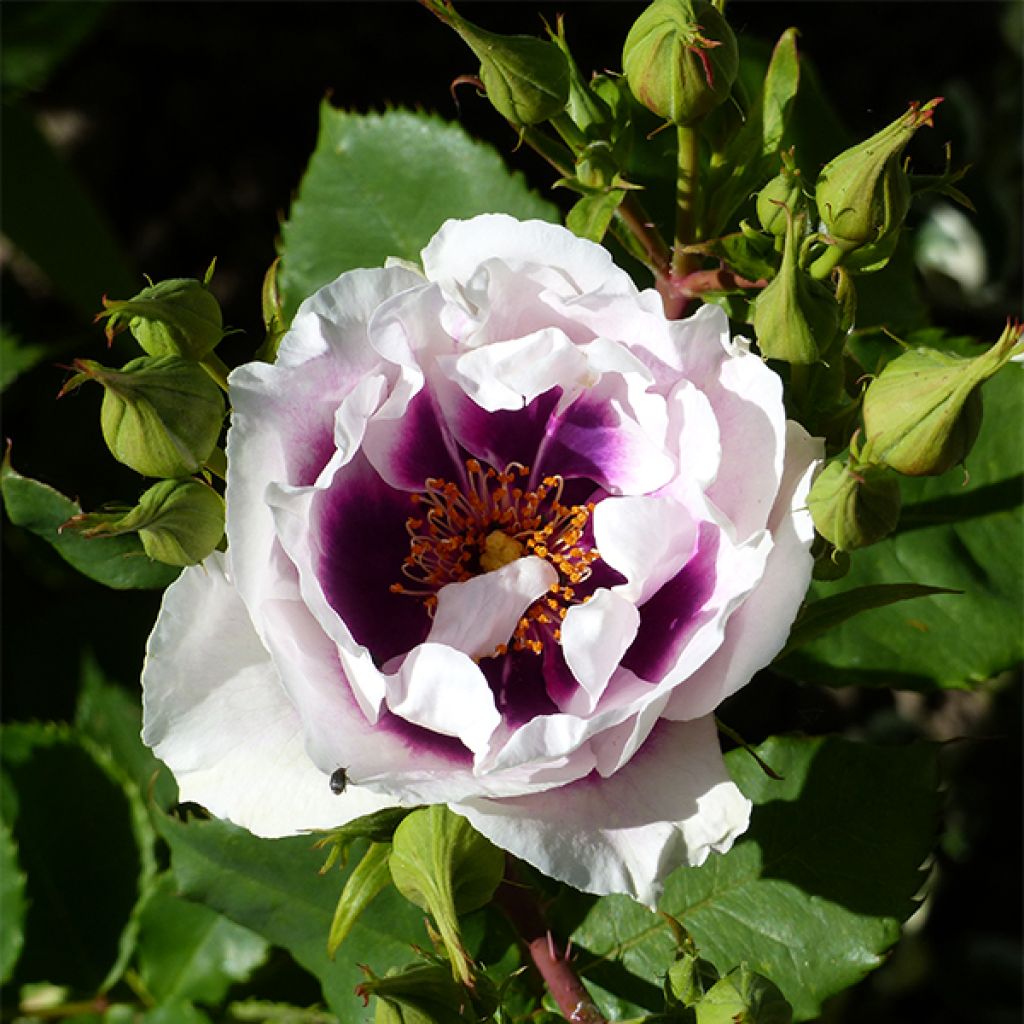 Rosa Blue Eyes (Pejbigeye) - Rosa (x) persica