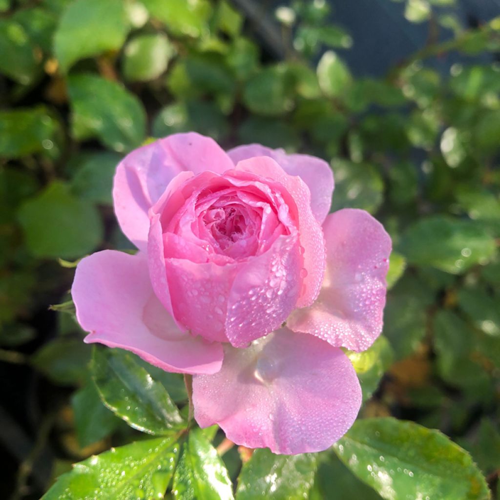 Rosa tappezzante Larissa