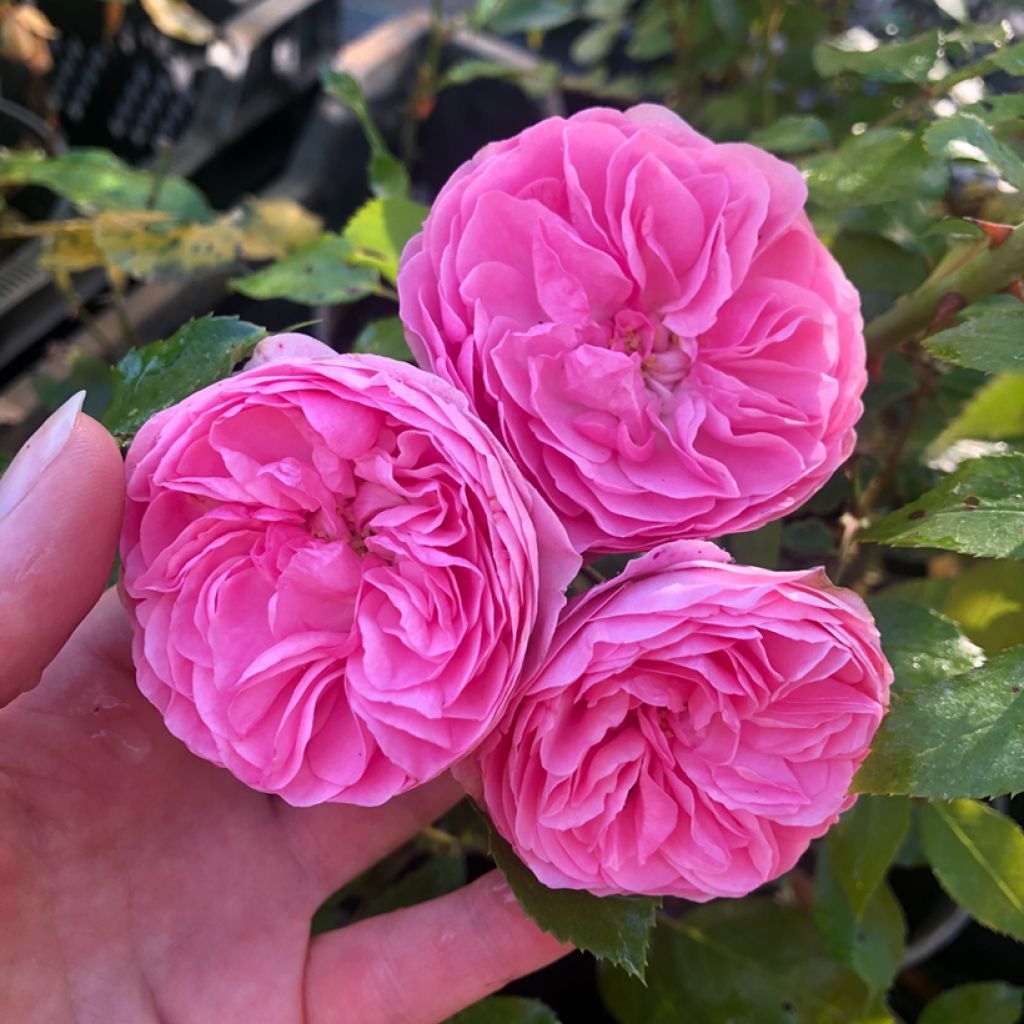 Rosa tappezzante Larissa