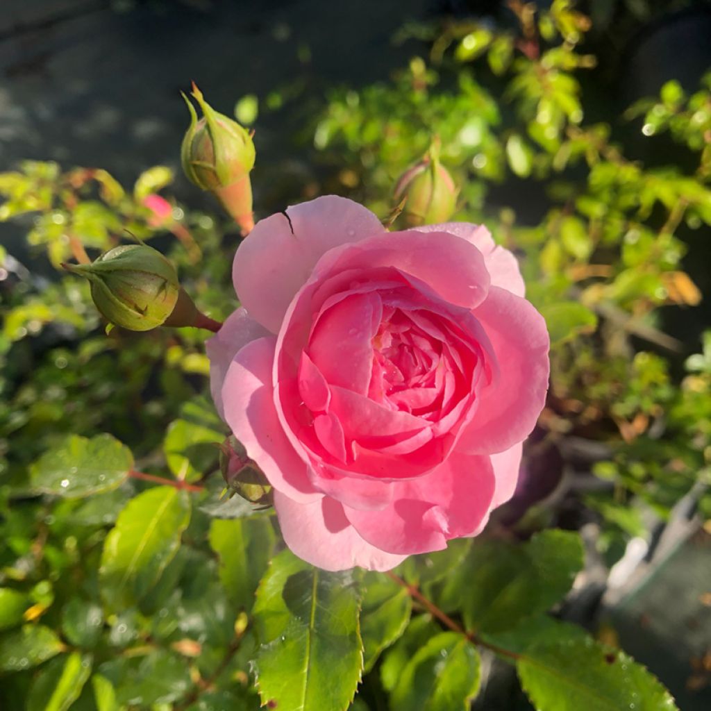 Rosa tappezzante Larissa