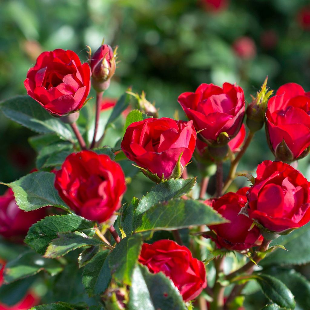 Rosa tappezzante Zepeti Meibenbino