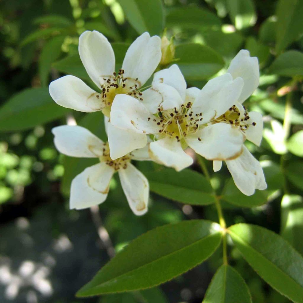 Rosier de Banks Alba - Rosa banksiae var. normalis