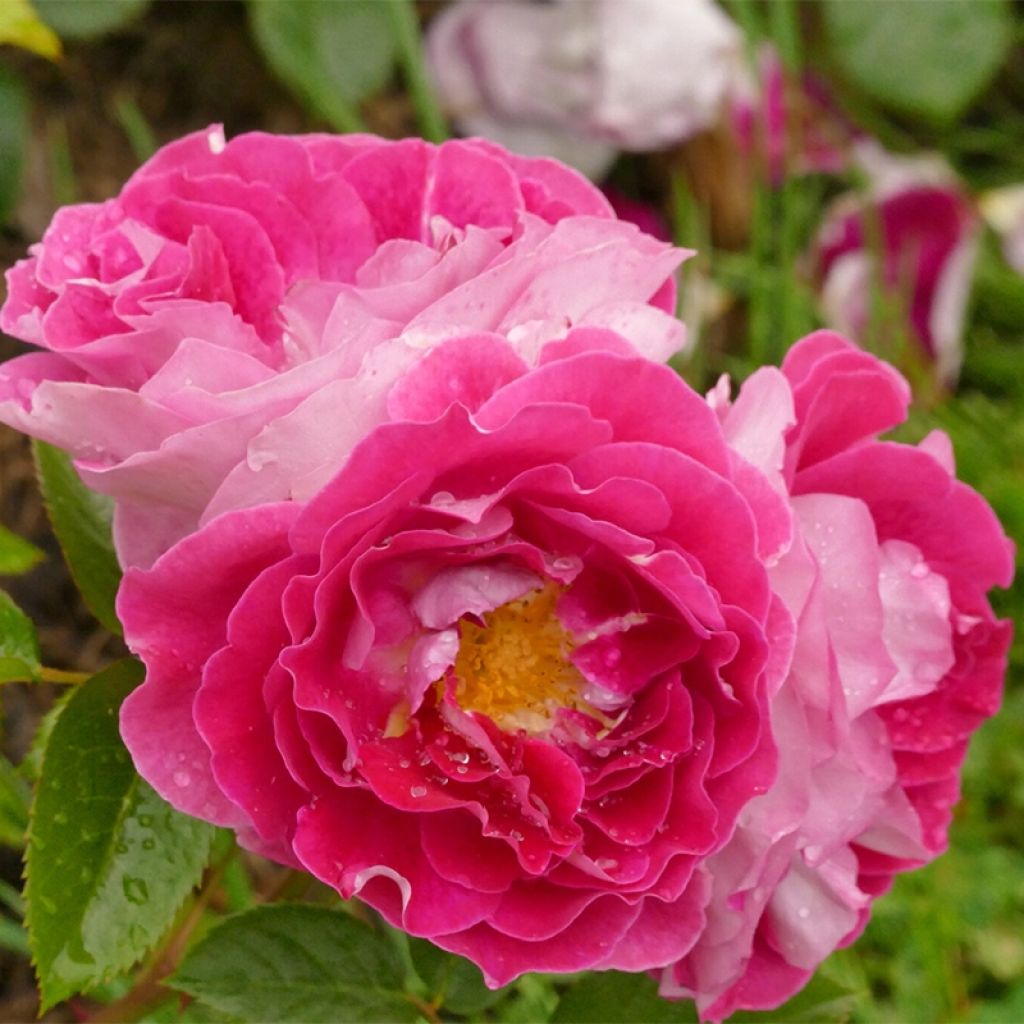 Rosa polyantha Abbatiale de Pontigny Ora 922