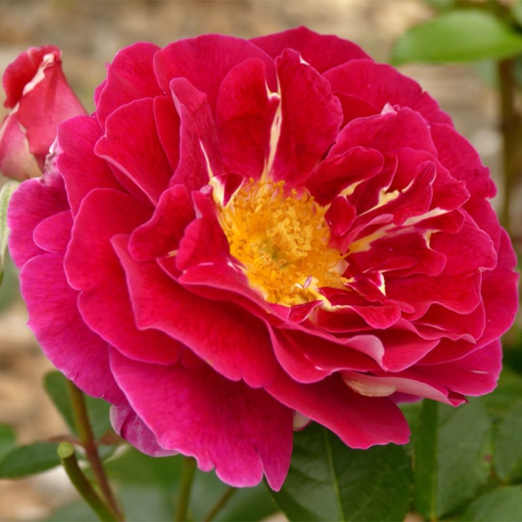 Rosa polyantha Abbatiale de Pontigny Ora 922