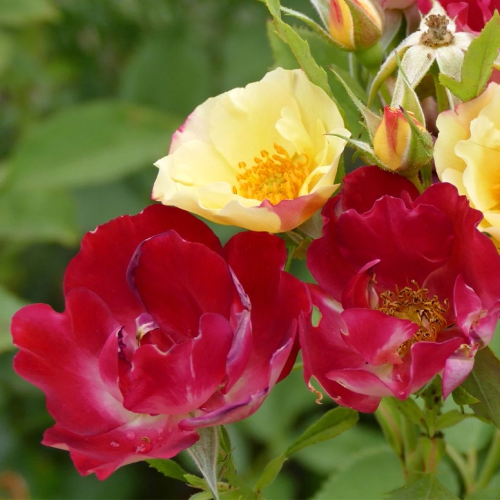 Rosa polyantha Quinte Flush