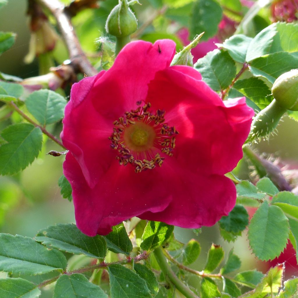 Rosa moyesii Geranium - Rosier botanique.