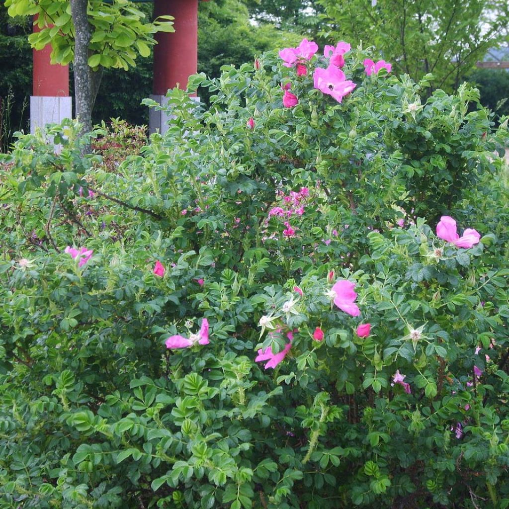 Rosa rugosa